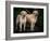 Domestic Dogs, Two Labrador Retrievers-Adriano Bacchella-Framed Photographic Print