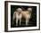 Domestic Dogs, Two Labrador Retrievers-Adriano Bacchella-Framed Photographic Print