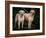 Domestic Dogs, Two Labrador Retrievers-Adriano Bacchella-Framed Photographic Print