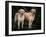 Domestic Dogs, Two Labrador Retrievers-Adriano Bacchella-Framed Photographic Print