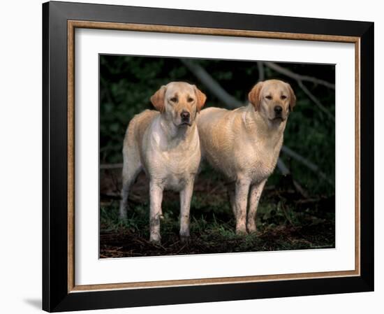 Domestic Dogs, Two Labrador Retrievers-Adriano Bacchella-Framed Photographic Print