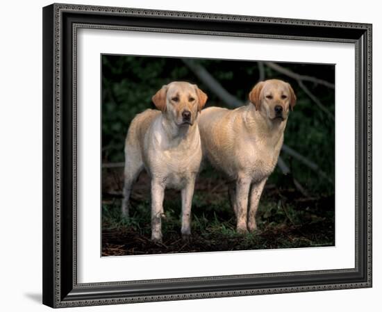 Domestic Dogs, Two Labrador Retrievers-Adriano Bacchella-Framed Photographic Print