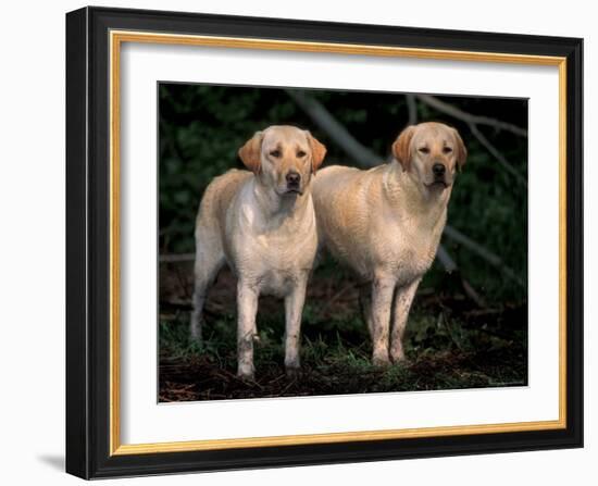 Domestic Dogs, Two Labrador Retrievers-Adriano Bacchella-Framed Photographic Print