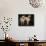 Domestic Dogs, Two Labrador Retrievers-Adriano Bacchella-Photographic Print displayed on a wall