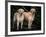 Domestic Dogs, Two Labrador Retrievers-Adriano Bacchella-Framed Photographic Print