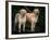 Domestic Dogs, Two Labrador Retrievers-Adriano Bacchella-Framed Photographic Print