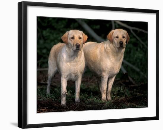 Domestic Dogs, Two Labrador Retrievers-Adriano Bacchella-Framed Photographic Print
