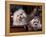 Domestic Dogs, Two Maltese Dogs, One Groomed and the Other Ungroomed-Adriano Bacchella-Framed Premier Image Canvas