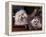 Domestic Dogs, Two Maltese Dogs, One Groomed and the Other Ungroomed-Adriano Bacchella-Framed Premier Image Canvas