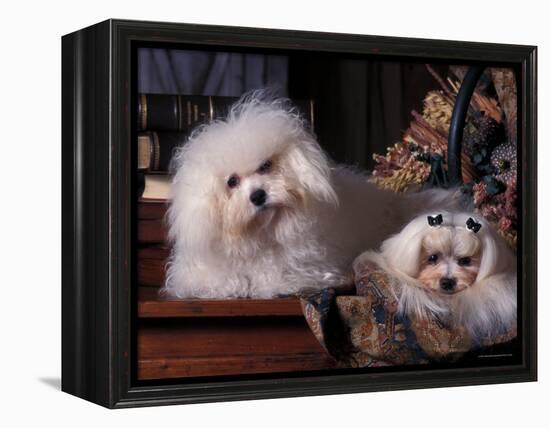 Domestic Dogs, Two Maltese Dogs, One Groomed and the Other Ungroomed-Adriano Bacchella-Framed Premier Image Canvas