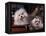 Domestic Dogs, Two Maltese Dogs, One Groomed and the Other Ungroomed-Adriano Bacchella-Framed Premier Image Canvas