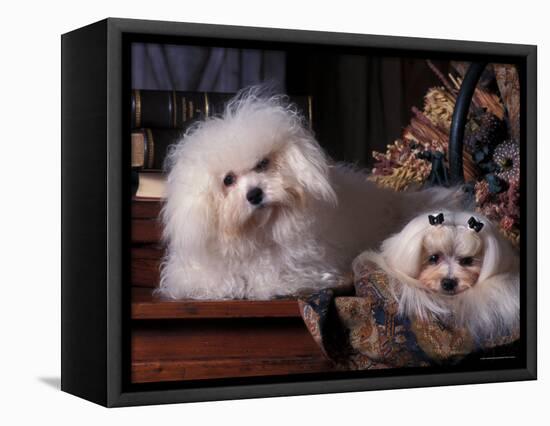 Domestic Dogs, Two Maltese Dogs, One Groomed and the Other Ungroomed-Adriano Bacchella-Framed Premier Image Canvas