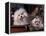 Domestic Dogs, Two Maltese Dogs, One Groomed and the Other Ungroomed-Adriano Bacchella-Framed Premier Image Canvas