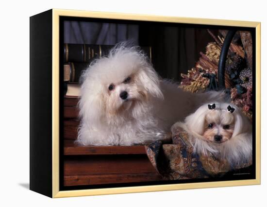 Domestic Dogs, Two Maltese Dogs, One Groomed and the Other Ungroomed-Adriano Bacchella-Framed Premier Image Canvas