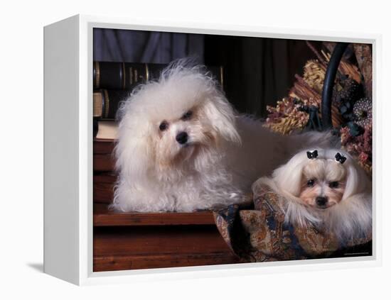 Domestic Dogs, Two Maltese Dogs, One Groomed and the Other Ungroomed-Adriano Bacchella-Framed Premier Image Canvas