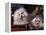 Domestic Dogs, Two Maltese Dogs, One Groomed and the Other Ungroomed-Adriano Bacchella-Framed Premier Image Canvas