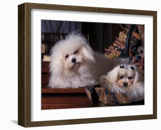 Domestic Dogs, Two Maltese Dogs, One Groomed and the Other Ungroomed-Adriano Bacchella-Framed Photographic Print