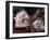 Domestic Dogs, Two Maltese Dogs, One Groomed and the Other Ungroomed-Adriano Bacchella-Framed Photographic Print