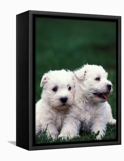 Domestic Dogs, Two West Highland Terrier / Westie Puppies Sitting Together-Adriano Bacchella-Framed Premier Image Canvas