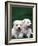 Domestic Dogs, Two West Highland Terrier / Westie Puppies Sitting Together-Adriano Bacchella-Framed Photographic Print