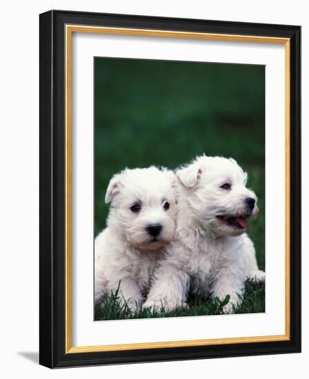 Domestic Dogs, Two West Highland Terrier / Westie Puppies Sitting Together-Adriano Bacchella-Framed Photographic Print