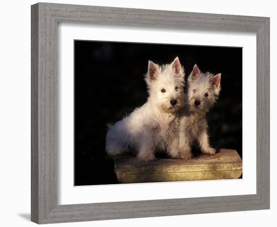 Domestic Dogs, Two West Highland Terrier / Westie Puppies Sitting Together-Adriano Bacchella-Framed Photographic Print