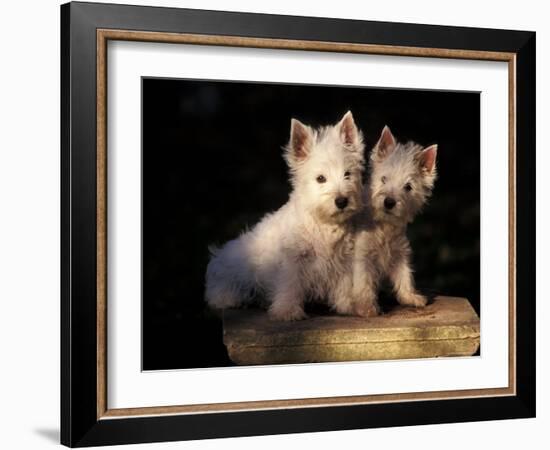 Domestic Dogs, Two West Highland Terrier / Westie Puppies Sitting Together-Adriano Bacchella-Framed Photographic Print