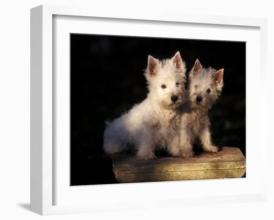 Domestic Dogs, Two West Highland Terrier / Westie Puppies Sitting Together-Adriano Bacchella-Framed Photographic Print