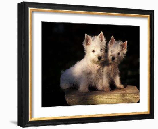 Domestic Dogs, Two West Highland Terrier / Westie Puppies Sitting Together-Adriano Bacchella-Framed Photographic Print