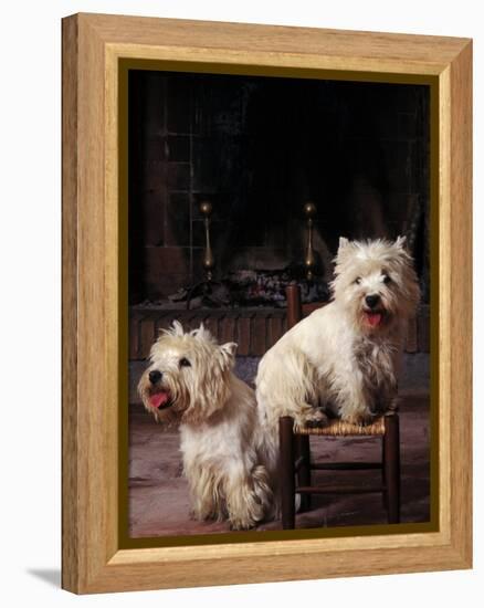 Domestic Dogs, Two West Highland Terriers / Westies, One Sitting on a Chair-Adriano Bacchella-Framed Premier Image Canvas