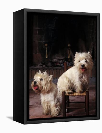 Domestic Dogs, Two West Highland Terriers / Westies, One Sitting on a Chair-Adriano Bacchella-Framed Premier Image Canvas