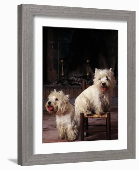 Domestic Dogs, Two West Highland Terriers / Westies, One Sitting on a Chair-Adriano Bacchella-Framed Photographic Print