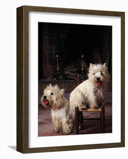 Domestic Dogs, Two West Highland Terriers / Westies, One Sitting on a Chair-Adriano Bacchella-Framed Photographic Print