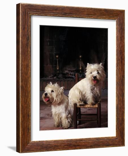 Domestic Dogs, Two West Highland Terriers / Westies, One Sitting on a Chair-Adriano Bacchella-Framed Photographic Print