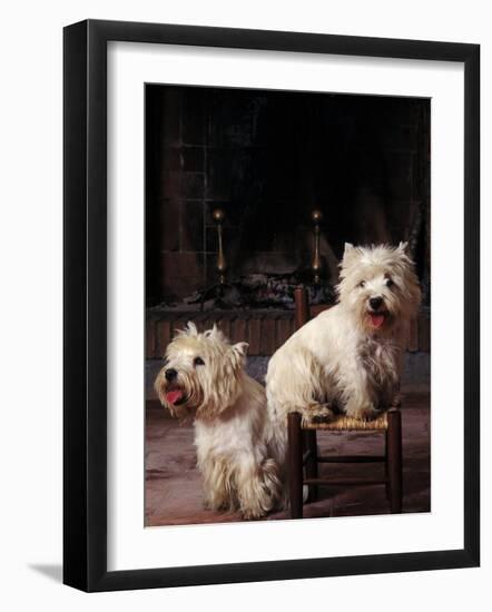 Domestic Dogs, Two West Highland Terriers / Westies, One Sitting on a Chair-Adriano Bacchella-Framed Photographic Print