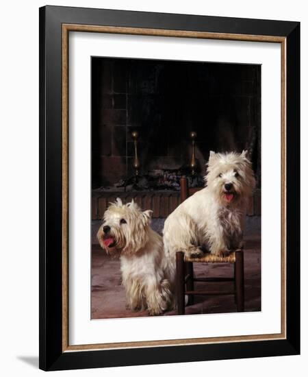 Domestic Dogs, Two West Highland Terriers / Westies, One Sitting on a Chair-Adriano Bacchella-Framed Photographic Print