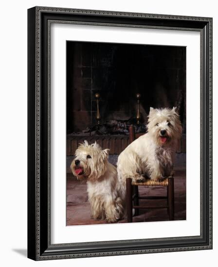 Domestic Dogs, Two West Highland Terriers / Westies, One Sitting on a Chair-Adriano Bacchella-Framed Photographic Print