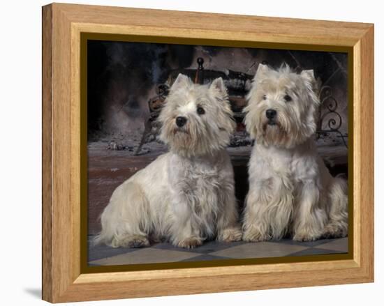 Domestic Dogs, Two West Highland Terriers / Westies Sitting Together-Adriano Bacchella-Framed Premier Image Canvas