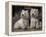 Domestic Dogs, Two West Highland Terriers / Westies Sitting Together-Adriano Bacchella-Framed Premier Image Canvas