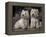 Domestic Dogs, Two West Highland Terriers / Westies Sitting Together-Adriano Bacchella-Framed Premier Image Canvas