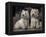 Domestic Dogs, Two West Highland Terriers / Westies Sitting Together-Adriano Bacchella-Framed Premier Image Canvas