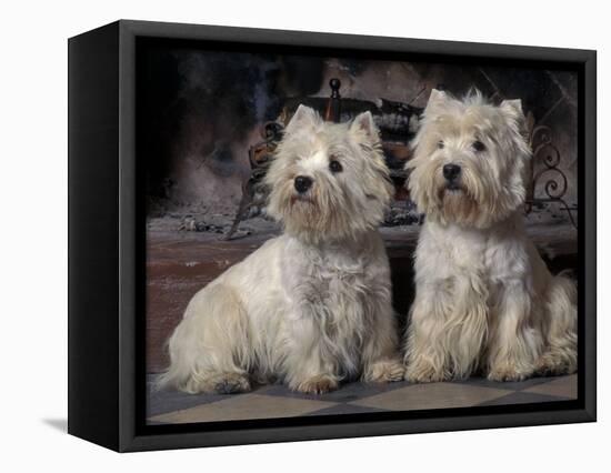 Domestic Dogs, Two West Highland Terriers / Westies Sitting Together-Adriano Bacchella-Framed Premier Image Canvas