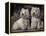 Domestic Dogs, Two West Highland Terriers / Westies Sitting Together-Adriano Bacchella-Framed Premier Image Canvas