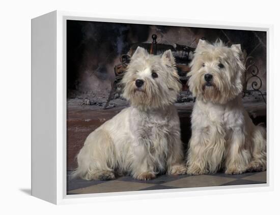 Domestic Dogs, Two West Highland Terriers / Westies Sitting Together-Adriano Bacchella-Framed Premier Image Canvas