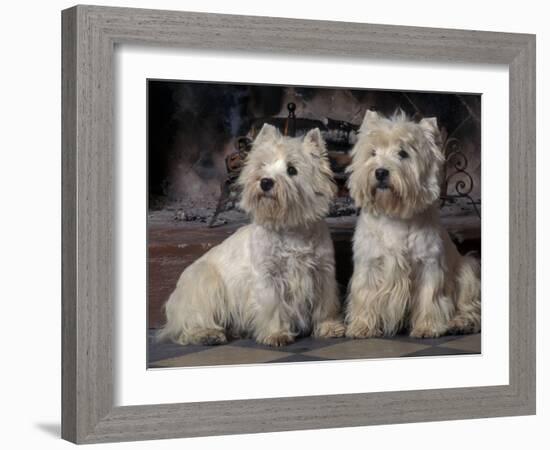 Domestic Dogs, Two West Highland Terriers / Westies Sitting Together-Adriano Bacchella-Framed Photographic Print