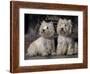 Domestic Dogs, Two West Highland Terriers / Westies Sitting Together-Adriano Bacchella-Framed Photographic Print