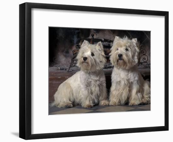 Domestic Dogs, Two West Highland Terriers / Westies Sitting Together-Adriano Bacchella-Framed Photographic Print