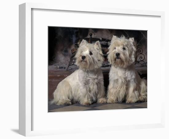 Domestic Dogs, Two West Highland Terriers / Westies Sitting Together-Adriano Bacchella-Framed Photographic Print