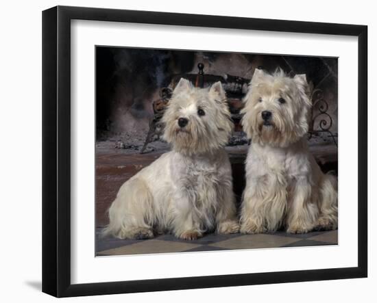 Domestic Dogs, Two West Highland Terriers / Westies Sitting Together-Adriano Bacchella-Framed Photographic Print