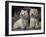 Domestic Dogs, Two West Highland Terriers / Westies Sitting Together-Adriano Bacchella-Framed Photographic Print